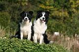 BORDER COLLIE 1336